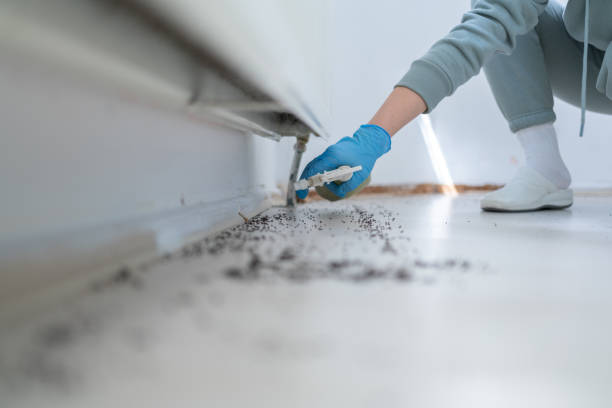 Flea Control Services in Turpin Hills, OH